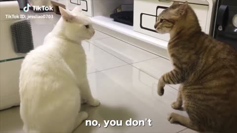 Cats Talking!! Funny Cat Talk