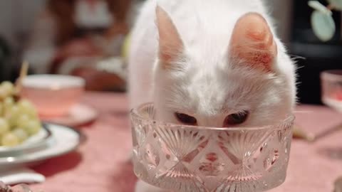 A polite cat eats elegantly