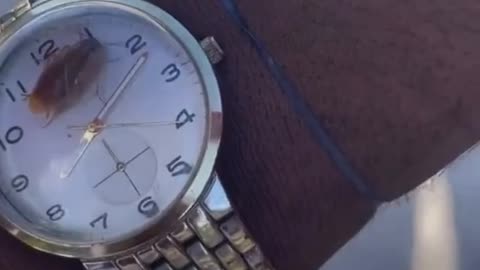 Cockroach inside a watch