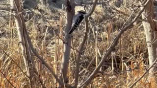 Woodpecker bird on the tree