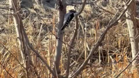 Woodpecker bird on the tree