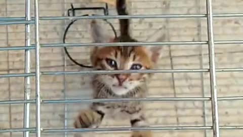 The cat is trying hard to get out of the cage video