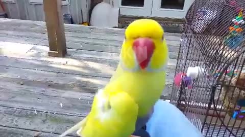 Famous Parrot Asks "Really?!"