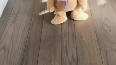 It's so cute for a dog to put on clothes.