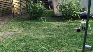 White dog jumping trying to catch meat on string