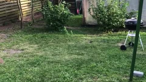 White dog jumping trying to catch meat on string