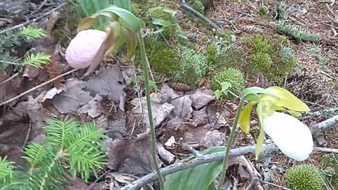 Lady's Slippers