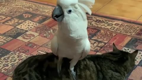 Cockatoo Hilariously Barks While Standing On Cat