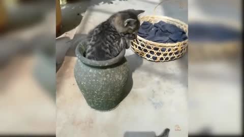 Kittens are having fun entering the pot.//very funny video🤣😂😂