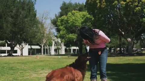 DOG TRAINING IN THE PARK