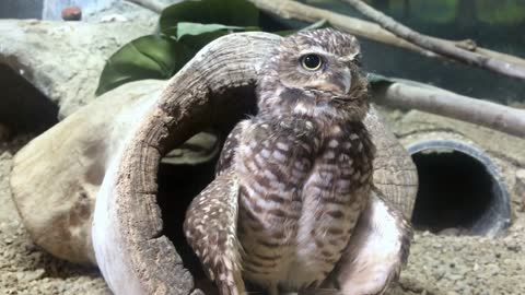 Little owl attentive and looking around