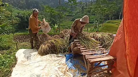 Rural atmosphere during rice harvest season