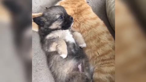 The funniest puppy and his friend, the cutest little bunny.