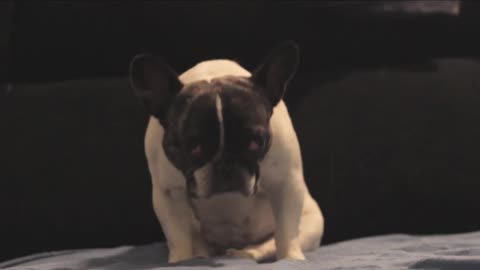 French Bulldog struggles to stay awake