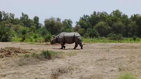 This was the last Rhino in National Park Lal Sohanra