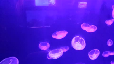 Atleast 50 Jellyfish together??