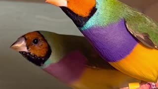 orange headed purple breasted gouldian finches pair