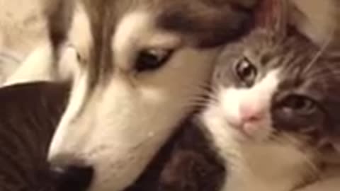 Husky loves her feline best friend