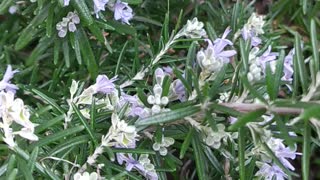 Little bumblebee on rosemary plant