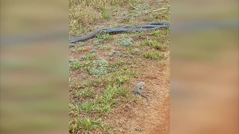 Males Follow Female Anaconda Across Path