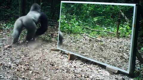 This Silverback thinks this intruder in the mirror (his own reflection) comes to steal his wives