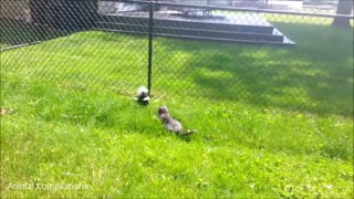 Baby Skunks Trying To Spray - Funniest Compilation