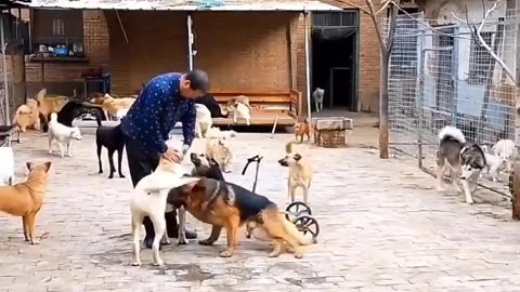 Dog 🐕 Training Centre