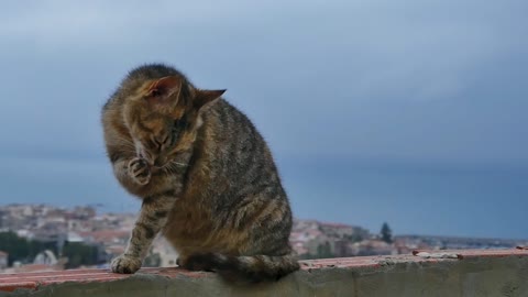 বিড়ালের খেলার ছলে Cats play tricks