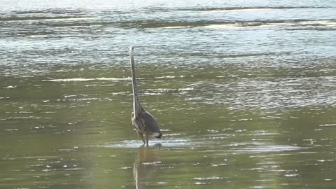 338 Toussaint Wildlife - Oak Harbor Ohio - Great Blue On The Hunt