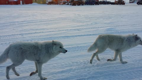 Garbage Truck Chased by Arctic wolves, CFS Alert Nunavut.