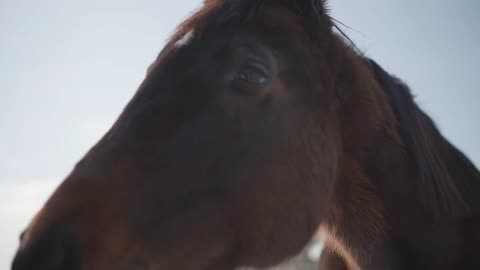 Funny brown horse with big teeth neighs close up