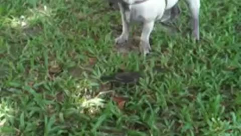 Compassionate Pug Cries After Discovering An Injured Bird