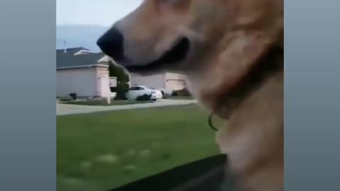 Dog got emotional when he droped his love of life
