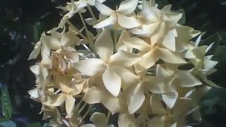 A beautiful white and yellow ixora bouquet flower [Nature & Animals]