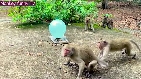 Balloon ft Monkeys Very Funny Clip 2022