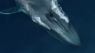 Best Blue Whale