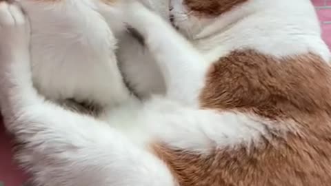 kneading and sleeping cat