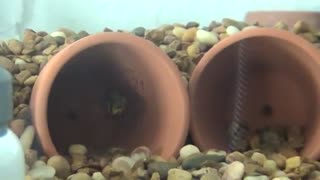 Apistogramma Cacatuoides spawn