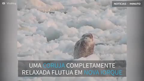 Coruja pega carona em bloco de gelo flutuante