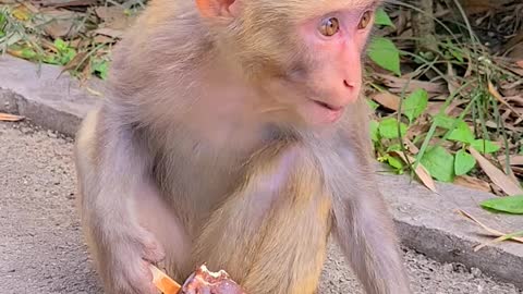 Mischievous monkey, double click to add attention.