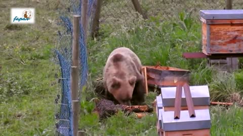 Oso en colmena de avejas