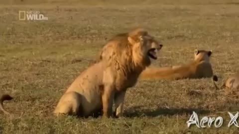 Lion funny video.