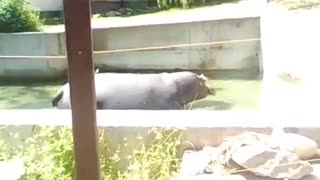 Hippo in the pool