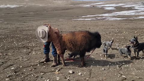 Bison learning to walk with Puppies