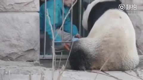 Oh my!! This Panda is hungry and Knocking the door for food