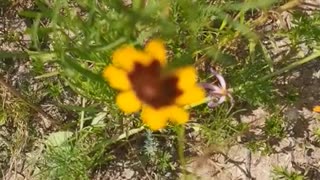 A small chrysanthemum in the wild