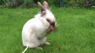 Adorable bunny sits down for a face wash