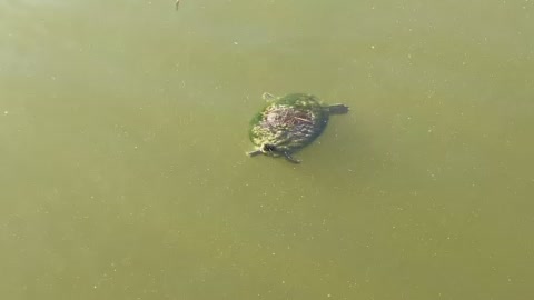 Turtle at Venetian Gardens Park