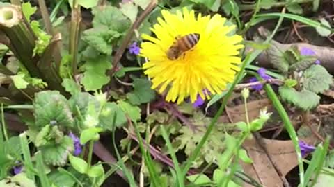 S2E9. Leave The Dandelions!