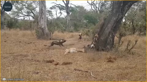 15 Times Wild Dogs Hunt Animals Caught On Camera